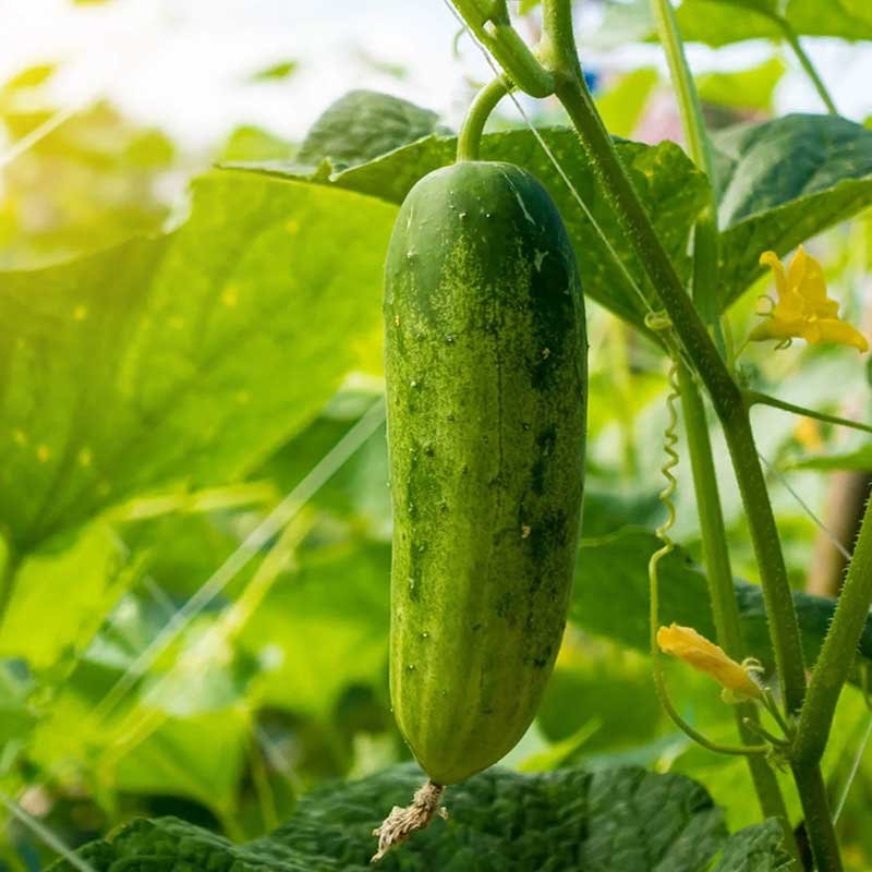 Cucumber