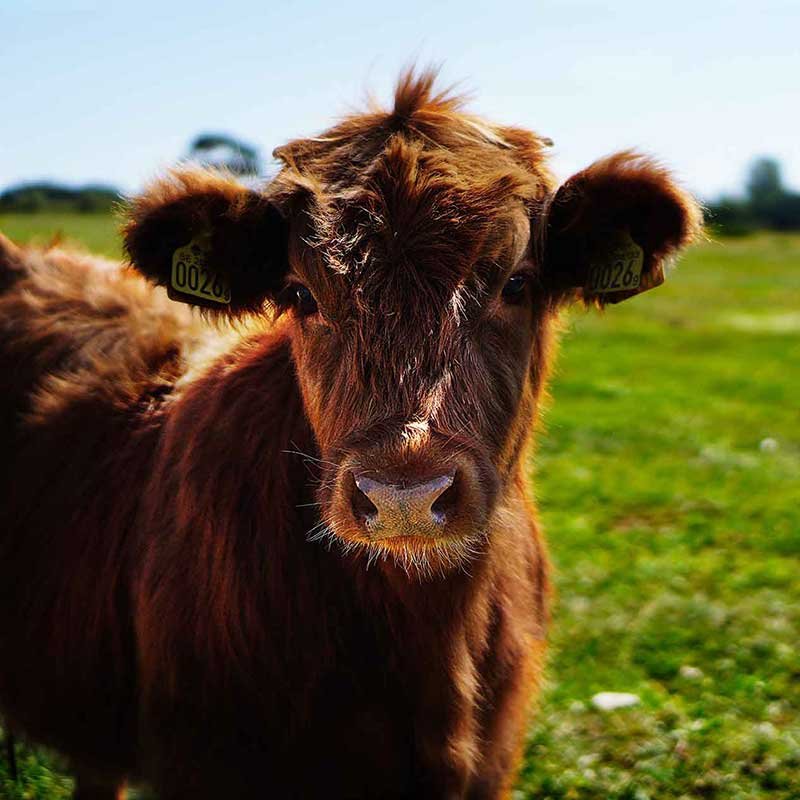 Dairy